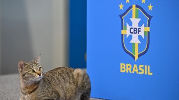 Gato que se coló en rueda de prensa de Brasil en Qatar 2022. Posteriormente fue llamado Hexa.
