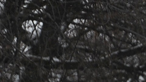 Guardia Nacional continúa la búsqueda de las víctimas de la tormenta de invierno mortal casa por casa en Buffalo