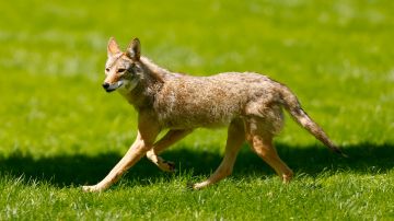 ETOBICOKE, ONTARIO - JUNE 10: A coyote jogs across the course during the second round of the RBC Canadian Open at St. George's Golf and Country Club on June 10, 2022 in Etobicoke, Ontario. (Photo by Vaughn Ridley/Getty Images)