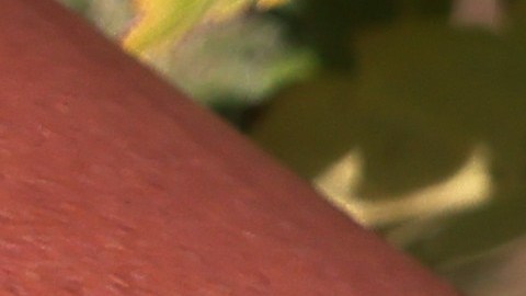 Migrantes se convierten en "esclavos" al enfrentar abusos en las granjas ilegales de marihuana dirigidas por cárteles de Oregón