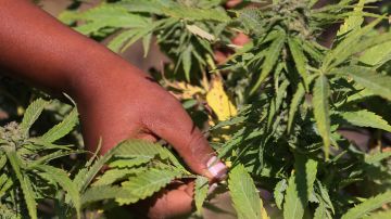 Migrantes se convierten en "esclavos" al enfrentar abusos en las granjas ilegales de marihuana dirigidas por cárteles de Oregón