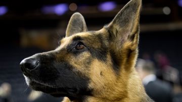 NEW YORK, NY - FEBRUARY 14: Rumor the German Shepherd poses for photos after winning Best In Show at the Westminster Kennel Club Dog Show at Madison Square Garden, February 14, 2017 in New York City. There are 2874 dogs entered in this show with a total entry of 2908 in 200 different breeds or varieties, including 23 obedience entries. (Photo by Drew Angerer/Getty Images)