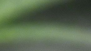 Marijuana plants grow under artificial light at the Green Pearl Organics dispensary on the first day of legal recreational marijuana sales in California, January 1, 2018 at the Green Pearl Organics marijuana dispensary in Desert Hot Springs, California. (Photo by Robyn Beck / AFP) (Photo credit should read ROBYN BECK/AFP via Getty Images)