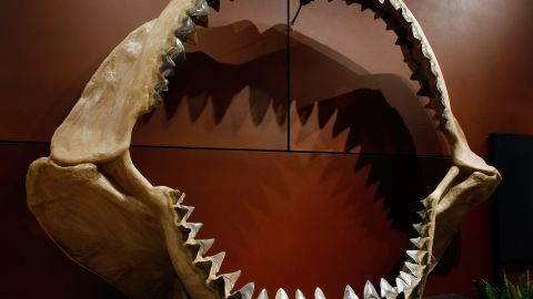 Hallan un fósil de un gigantesco tiburón prehistórico en aguas australianas
