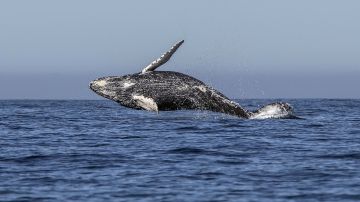 Las ballenas puede ayudarnos a salvar al mundo del calentamiento global
