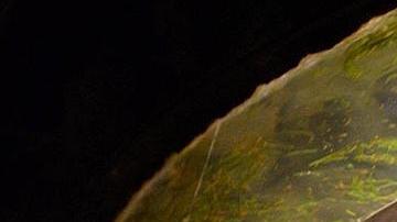 Las poblaciones de dugongos están amenazadas