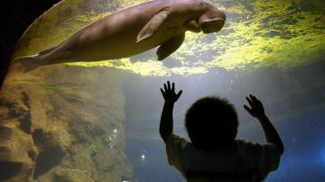 Las poblaciones de dugongos están amenazadas