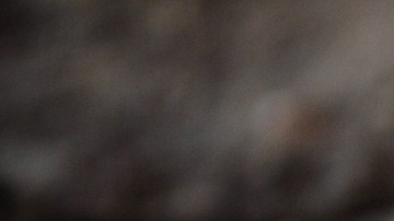 Las ratas son una plaga en Nueva York