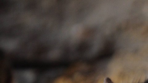 Las ratas son una plaga en Nueva York