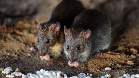 Las ratas son una plaga en Nueva York