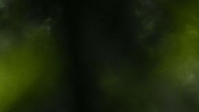 Lobos líderes de manada