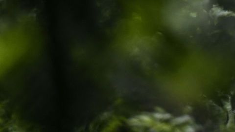 Lobos líderes de manada