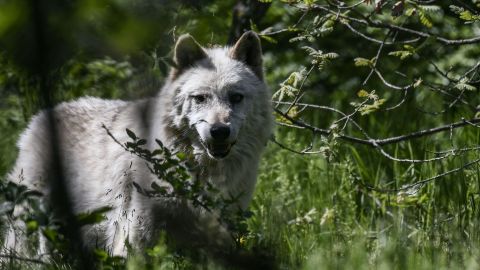 Lobos líderes de manada