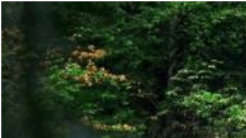 Conoce los detalles del Mazda CX 50 AWD a través de este análisis y prueba de manejo