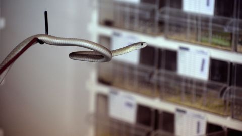 Mortífera mamba negra emerge del árbol de Navidad en una fiesta familiar en Sudáfrica
