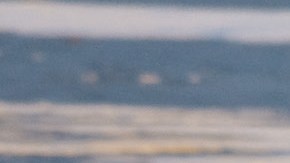 Osos polares comienzan a desaparecen de la "capital mundial del oso polar"