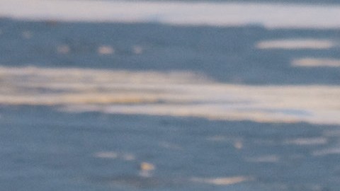 Osos polares comienzan a desaparecen de la "capital mundial del oso polar"