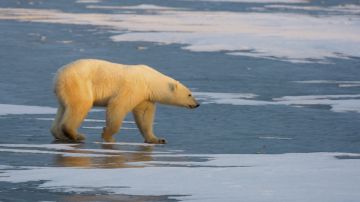 Osos polares comienzan a desaparecen de la "capital mundial del oso polar"