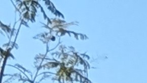 Meche Ataide contó su experiencia. (Jacqueline García/La Opinión)