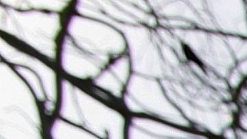 Persona hallada muerta en las montañas de Santa Mónica sobre Malibú fue identificada como mujer transgénero de 27 años