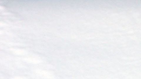 Pingüino emperador está en peligro de extinción