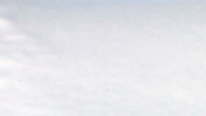 Pingüino emperador está en peligro de extinción