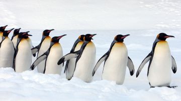 Pingüino emperador está en peligro de extinción