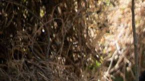 Policías de Michoacán