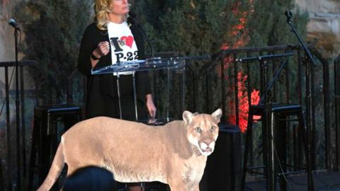 Puma P-22, toda una celebridad en Los Ángeles durante más de una década, fue capturado y será evaluado