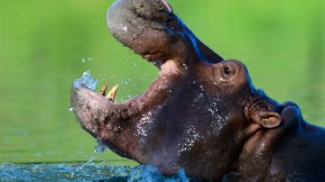 Rescatan a un niño de 2 años tras ser engullido parcialmente por un hipopótamo