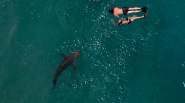 Tiburón ataca a un hombre en playas de Hawái