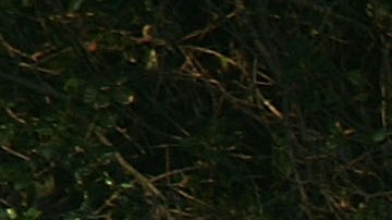 VIDEO Coyote ataca a niña pequeña en el jardín delantero de su casa en Woodland Hills