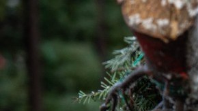 Imagen de una persona que carga un árbol de navidad en una granja de producción.