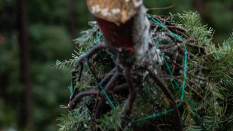 Imagen de una persona que carga un árbol de navidad en una granja de producción.