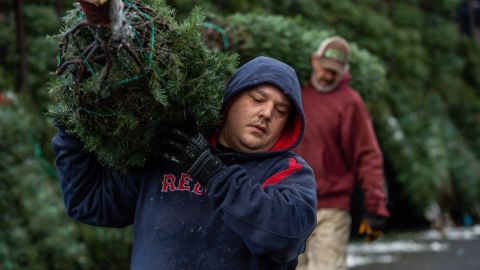 Imagen de una persona que carga un árbol de navidad en una granja de producción.