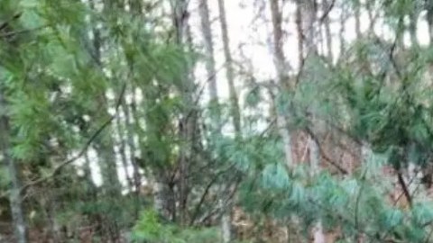 Hija del gran Dennis Eckersley de los Medias Rojas enfrenta cargos por abandonar a su bebé en un bosque bajo gélido clima