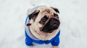 cuidado de las mascotas en la nieve