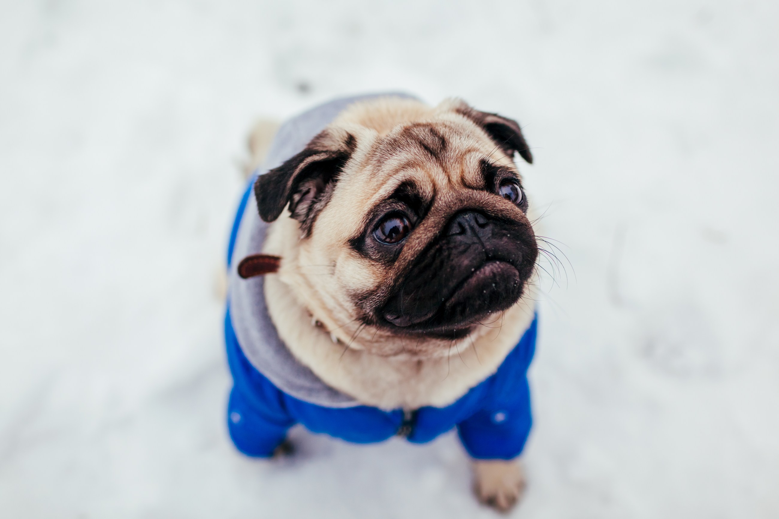 como cuidar a un perro en la nieve