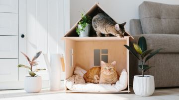 Estos son los beneficios de tener un gato en casa según los científicos