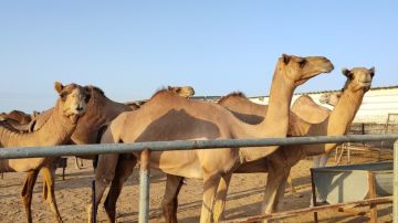 Alertan por “gripe de camello” luego de que asistentes al Mundial de Qatar regresen a sus ciudades de origen