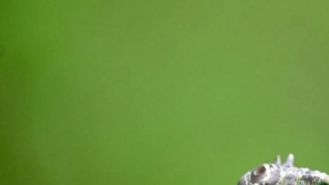 Las bajas temperatura las inmovilizan a las iguanas.