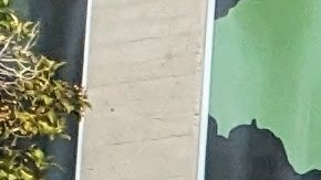 Grupo Inspiraciones de Danza Mexicana. (Jacqueline García/La Opinión)