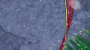 Rituales para fin de año