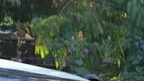 violencia en guanajuato