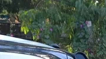 violencia en guanajuato