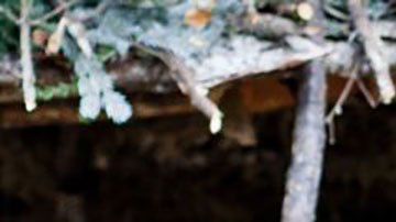 El joven que vive escondido en un bosque siberiano para huir del reclutamiento de Putin