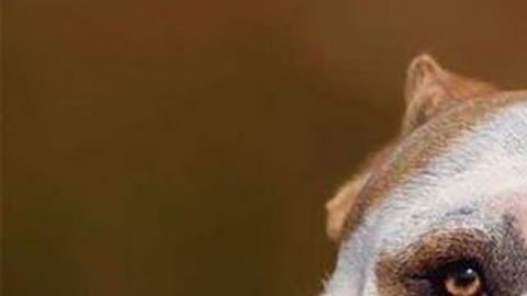 Investigación de la BBC: las extremas prácticas del crimen organizado para lucrarse de la crianza de perros “hiperdesarrollados"