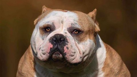 Investigación de la BBC: las extremas prácticas del crimen organizado para lucrarse de la crianza de perros “hiperdesarrollados"