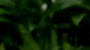 China insta a la OMS a ser "imparcial" tras crítica sobre sus datos de COVID-19