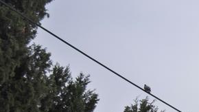 64279627_606